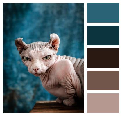 Hairless Cat Animal Cat Image